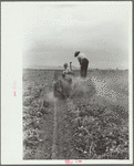 Two-row potato digger, Rio Grande County, Colorado