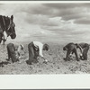 Picking potatoes, Rio Grande County, Colorado