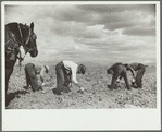 Picking potatoes, Rio Grande County, Colorado