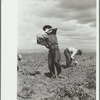 Workers in potato field, Rio Grande County, Colorado