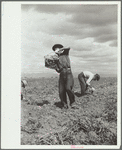 Workers in potato field, Rio Grande County, Colorado
