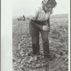 Girl worker in potato field, Rio Grande County, Colorado