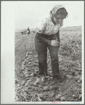 Girl worker in potato field, Rio Grande County, Colorado