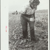 Girl worker in potato field, Rio Grande County, Colorado