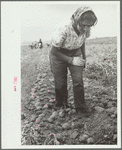 Girl worker in potato field, Rio Grande County, Colorado