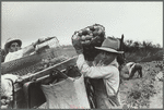 Potato pickers, Rio Grande County, Colorado