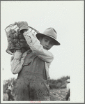 Young Spanish-American potato picker, Rio Grande County, Colorado