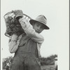 Young Spanish-American potato picker, Rio Grande County, Colorado