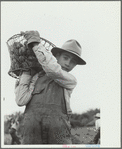 Young Spanish-American potato picker, Rio Grande County, Colorado