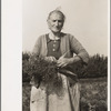 Woman picking carrots, Camden County, New Jersey