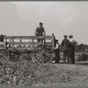 Wagon for transporting the cranberries from bog to sorting house, Burlington County, New Jersey