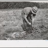 Tying carrots in bunches, Camden County, New Jersey
