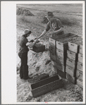 Girl bringing in load of cranberries, Burlington County, New Jersey