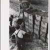 Child labor, cranberry bog, Burlington County, New Jersey