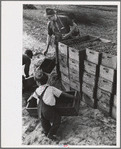 Child labor, cranberry bog, Burlington County, New Jersey