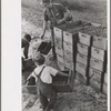 Child labor, cranberry bog, Burlington County, New Jersey