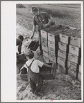 Child labor, cranberry bog, Burlington County, New Jersey