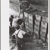 Child labor, cranberry bog, Burlington County, New Jersey