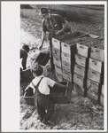 Child labor, cranberry bog, Burlington County, New Jersey