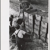 Child labor, cranberry bog, Burlington County, New Jersey