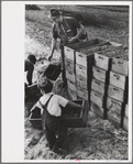Child labor, cranberry bog, Burlington County, New Jersey