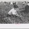 Boy picking cranberries, Burlington County, New Jersey