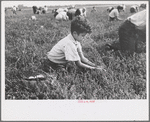 Boy picking cranberries, Burlington County, New Jersey