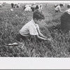 Boy picking cranberries, Burlington County, New Jersey