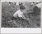 Boy picking cranberries, Burlington County, New Jersey