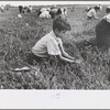 Boy picking cranberries, Burlington County, New Jersey