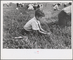 Boy picking cranberries, Burlington County, New Jersey