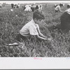 Boy picking cranberries, Burlington County, New Jersey