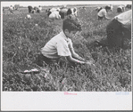 Boy picking cranberries, Burlington County, New Jersey
