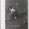 Child labor in cranberry bog, Burlington County, New Jersey