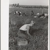 Woman picking cranberries, Burlington County, New Jersey