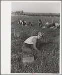 Woman picking cranberries, Burlington County, New Jersey