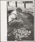 Shucking oysters, Bivalve, New Jersey