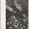 Shucking oysters, Bivalve, New Jersey