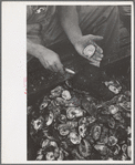 Shucking oysters, Bivalve, New Jersey