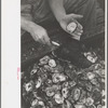 Shucking oysters, Bivalve, New Jersey