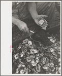 Shucking oysters, Bivalve, New Jersey