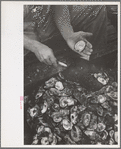 Shucking oysters, Bivalve, New Jersey