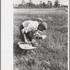 Men scooping cranberries, Burlington County, New Jersey