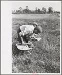 Men scooping cranberries, Burlington County, New Jersey