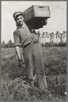 Migratory worker with load of cranberries, Burlington County, New Jersey