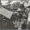 Cranberry scoopers drinking from the top of a mild car, Burlington County, New Jersey