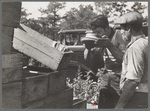 Cranberry scoopers drinking from the top of a mild car, Burlington County, New Jersey