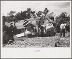 Cranberry scooper with load of cranberries at checking station, Burlington County, New Jersey