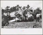 Cranberry scooper with load of cranberries at checking station, Burlington County, New Jersey