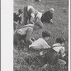 Family from Italian section of Philadelphia working in cranberry bog. Only families with many children are employed. Children are kept out of school for more than two months of the school year. Burlington County, New Jersey